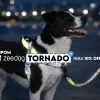 CUPOM ZEEDOG É TORNADO